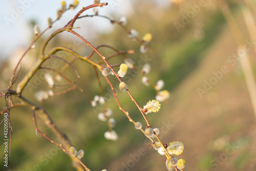 A pussy-willow branch with young blossoming buds. Spring plants. © Виктор Кеталь