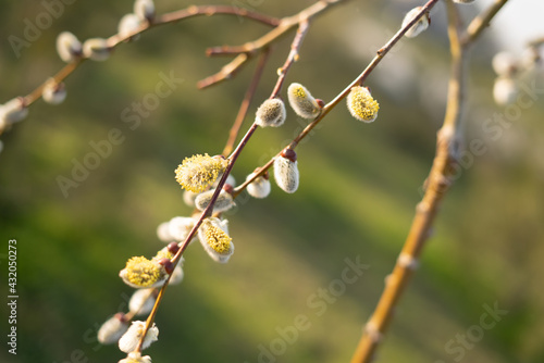 A pussy-willow branch with young blossoming buds. Spring plants.