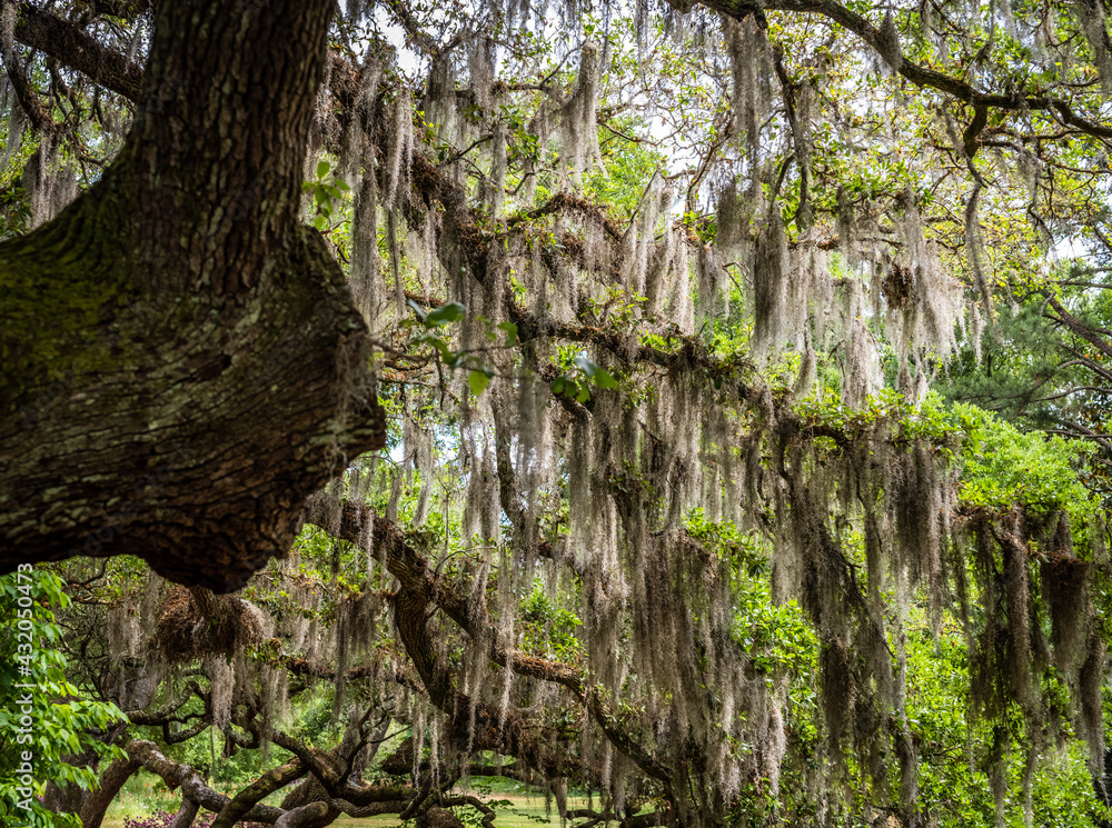 Spanish Moss on an Oak Tree Spanish Moss on an Oak Tree