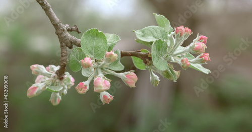 Selective focus to apple flowers buds on the branches at blurred background.