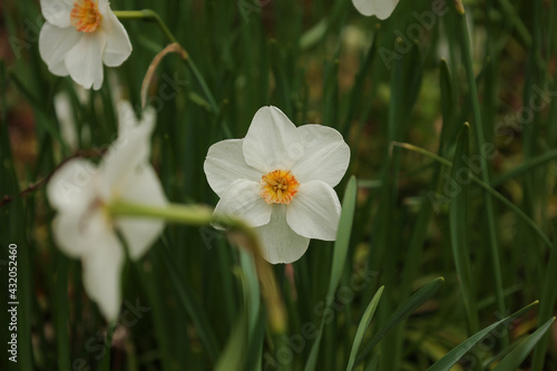 daffodils in the garden