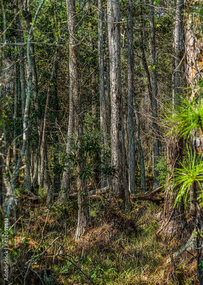 Forest Forest