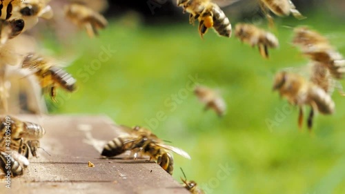 Swarm of honey bees (Apis mellifera) carrying pollen and flying to the landing board of hive in an apiary in SLOW MOTION HD VIDEO. Organic BIO farming, animal rights, back to nature concept. Close-up. photo