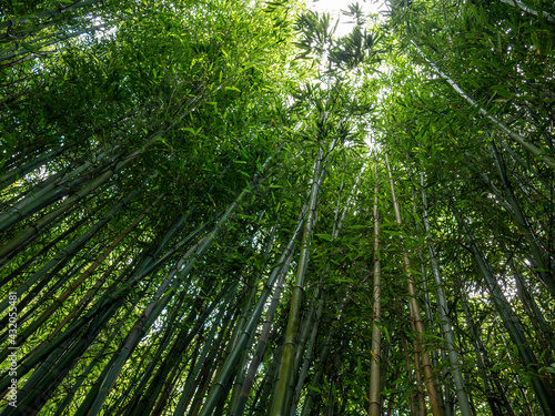 Bamboo at the Hamilton Botanical Gardens, New Zealand
