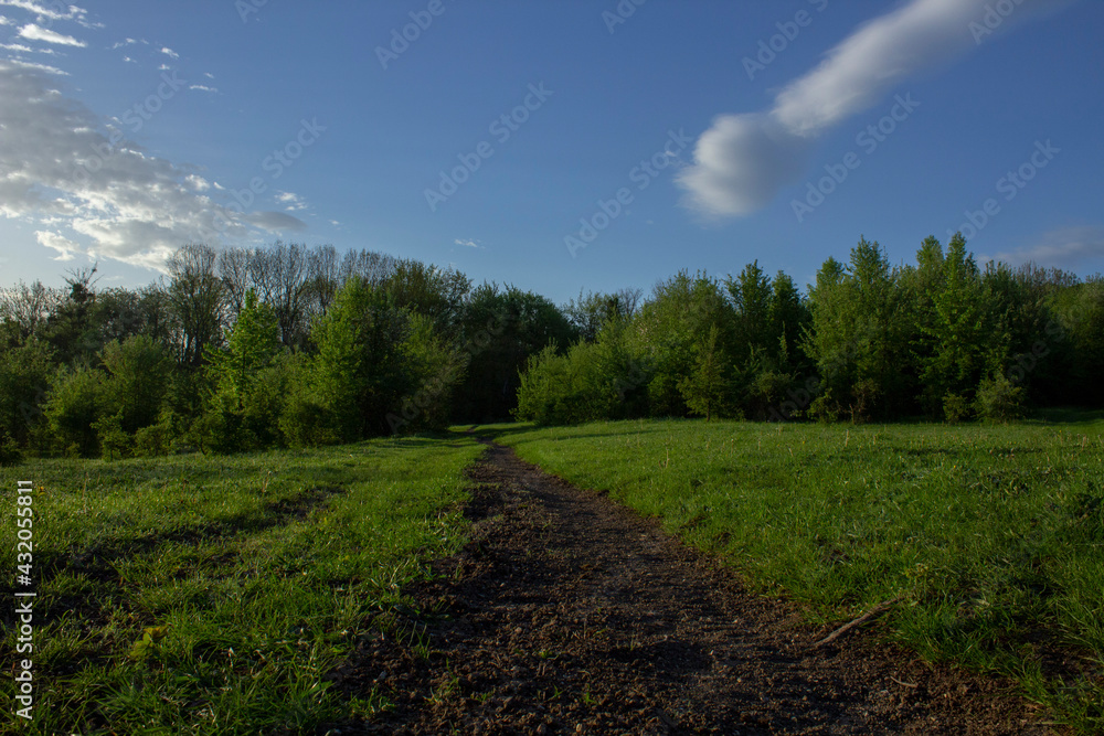 Obraz premium field and blue sky