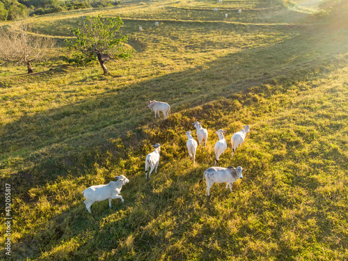 Herd of oxen on pasture in Brazil in sunset photo