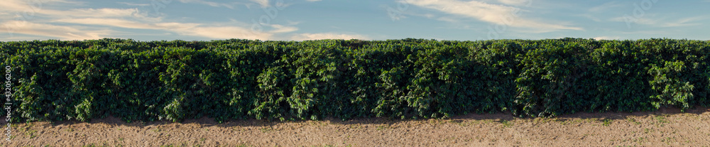 Panoramic image of the coffee field on a beautiful day with blue sky and clouds