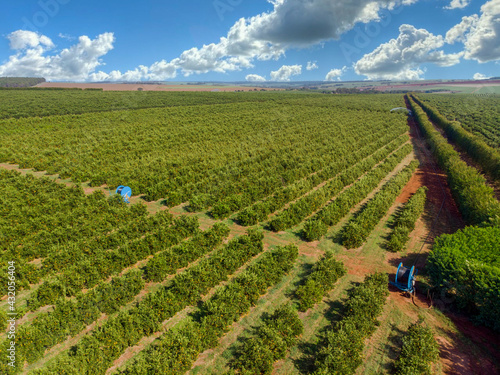 Orange grove.Beautiful orange grovesin the Brasillian countryside photo