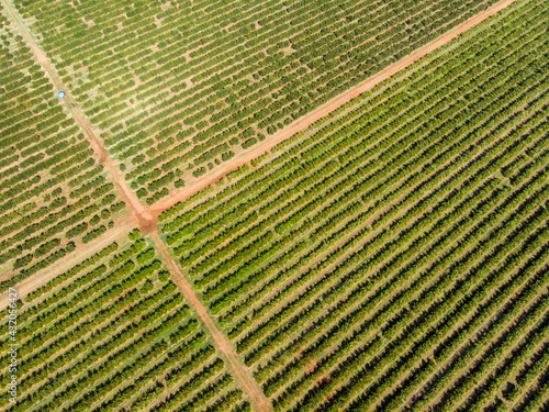 Orange grove.Beautiful orange grovesin the Brasillian countryside photo