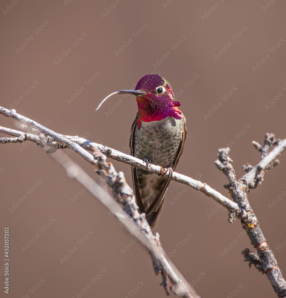 Fototapeta premium anna's hummingbird sitting on a branch