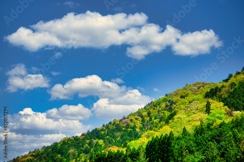新緑　青空　白い雲