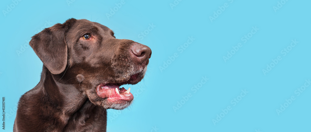 Obraz premium studio shot of a cute dog on an isolated background