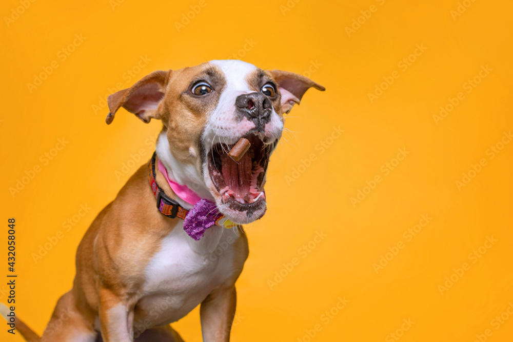 cute studio photo of a dog on a isolated background