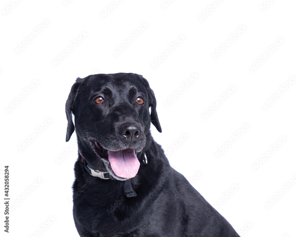 studio shot of a cute dog on an isolated background studio shot of a cute dog on an isolated background