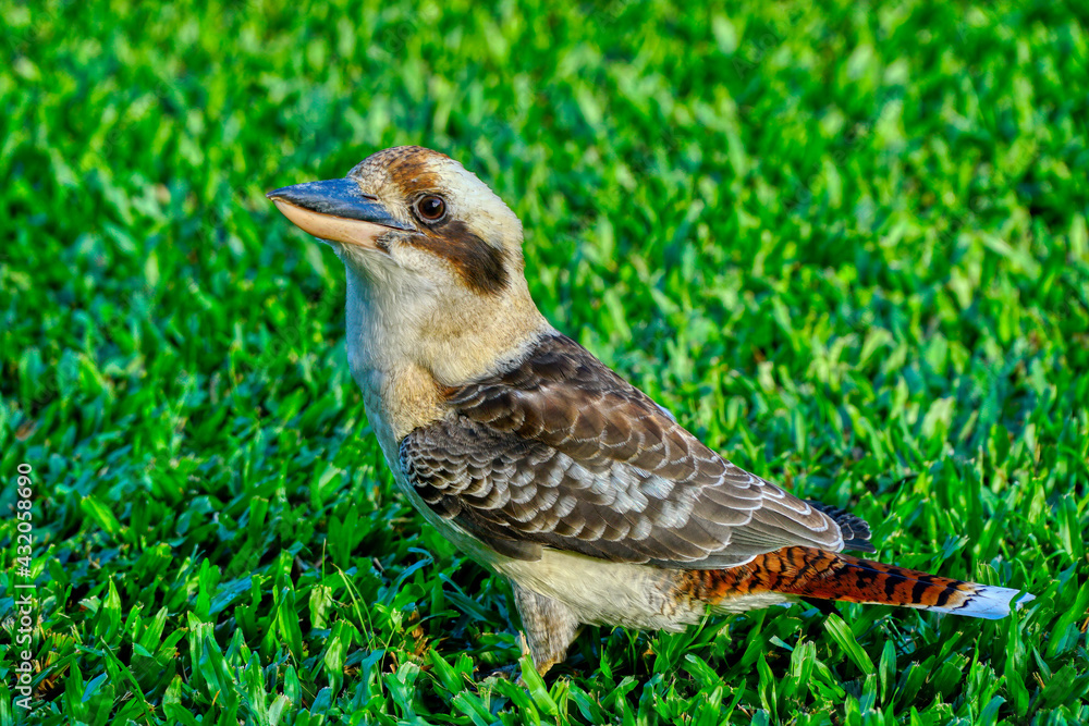 Fototapeta premium one kookaburra on the lawn