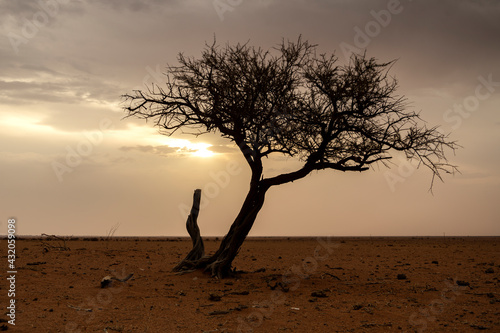 Drought-hit desert, Outback, Australia