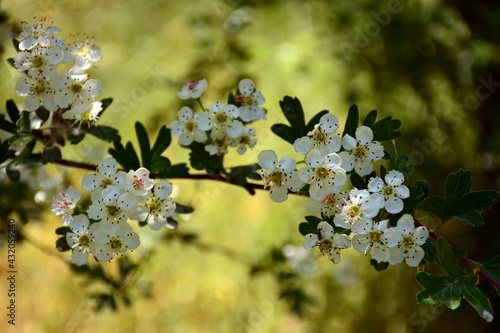 Flor del majuelo en primavera, Crataegus monogyna photo