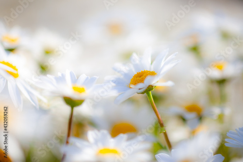 白い花