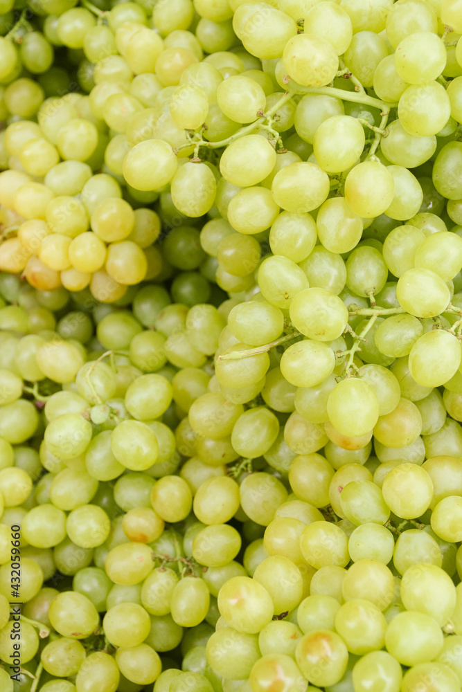 Fresh bunches of muscatel grapes. Green grapes. Fresh bunches of muscatel grapes. Green grapes.