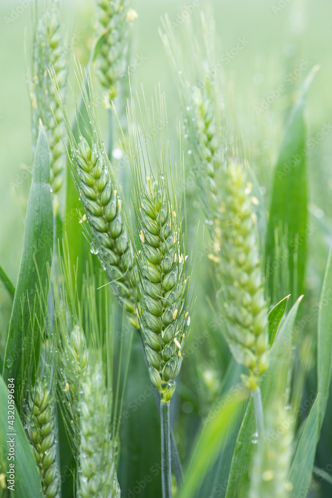 young green wheat ears close-up in the field