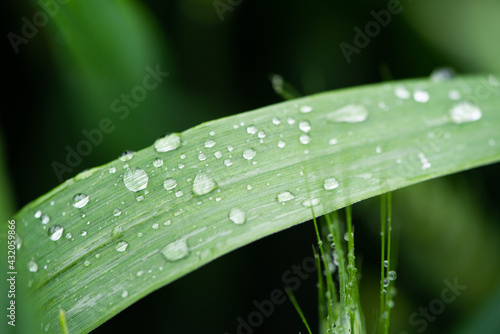 Green leaf texture with water drops macro.