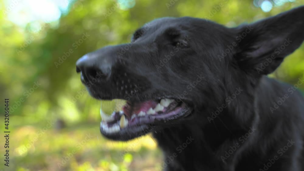 Playful black Shepherd dog eats found dangerous chewing snack in sunny spring park extreme close view. Outdoor training with your dog. Playful black Shepherd dog eats found dangerous chewing snack in sunny spring park extreme close view. Outdoor training with your dog.