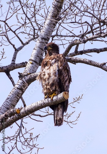 young bald eagle