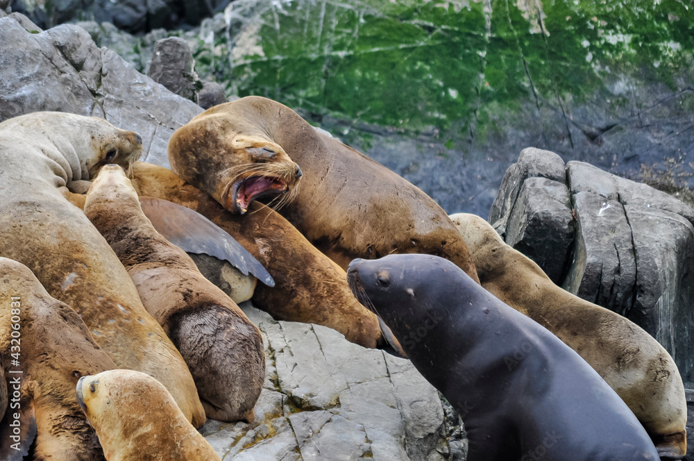 Fototapeta premium sea lions fighting on a island rock