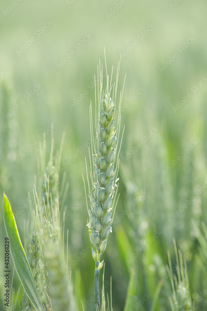 young green wheat ears close-up in the field young green wheat ears close-up in the field