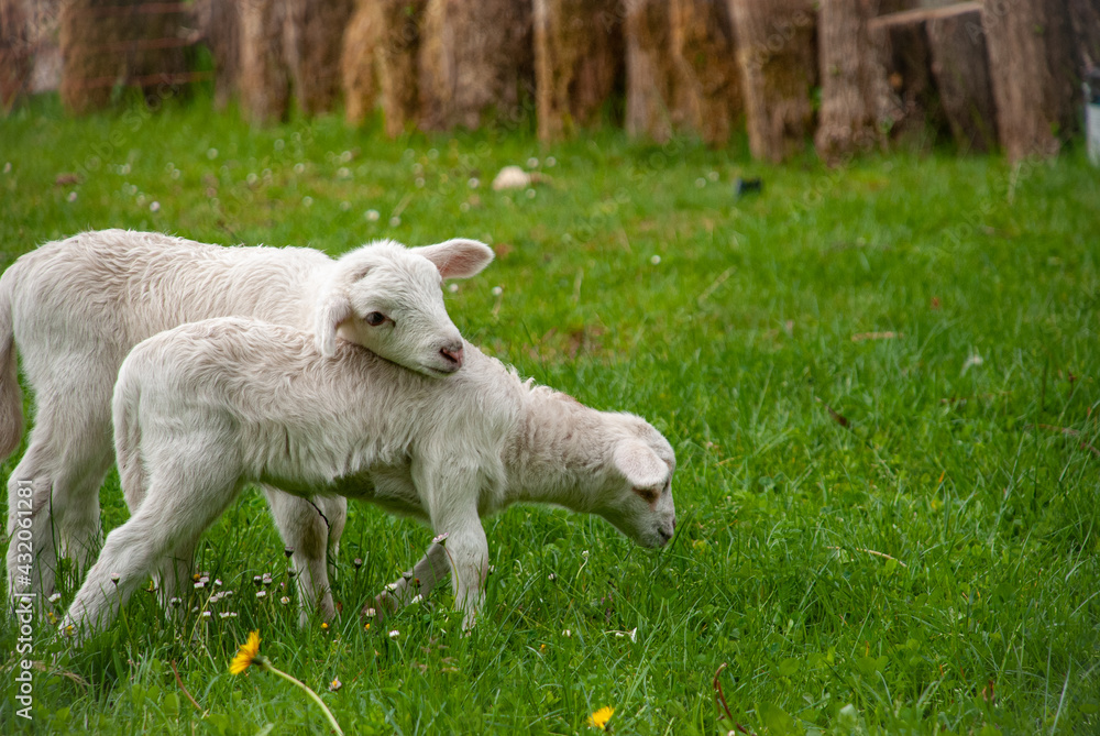 Lambs in field