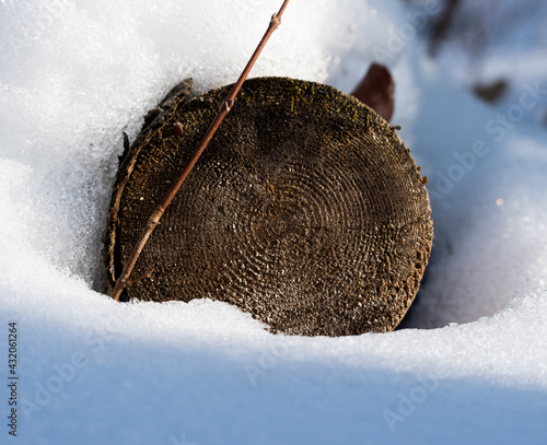 cut log in snow