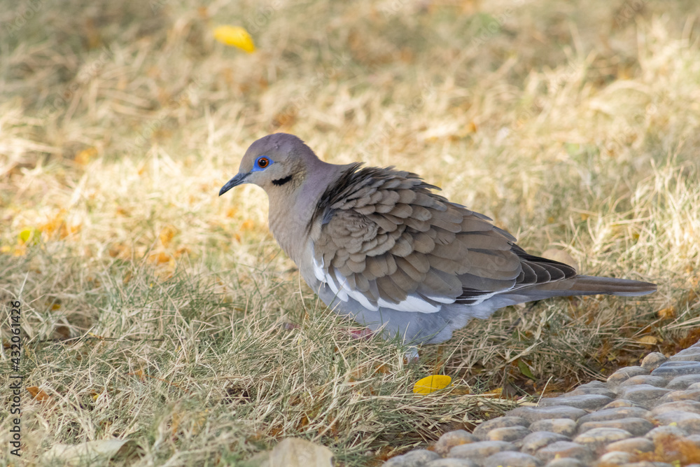 Fototapeta premium Dove in the grass