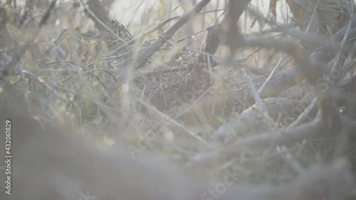 Wallpaper Mural Grass began to regenerate from under the fallen tree, the trace of the disaster (1) Torontodigital.ca