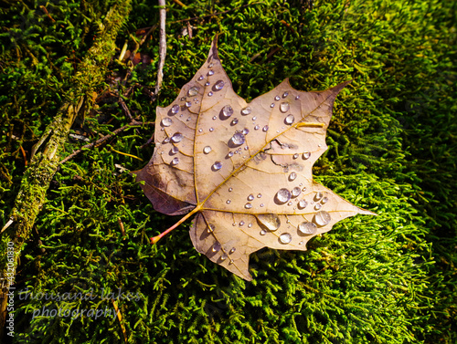 dew on leaf
