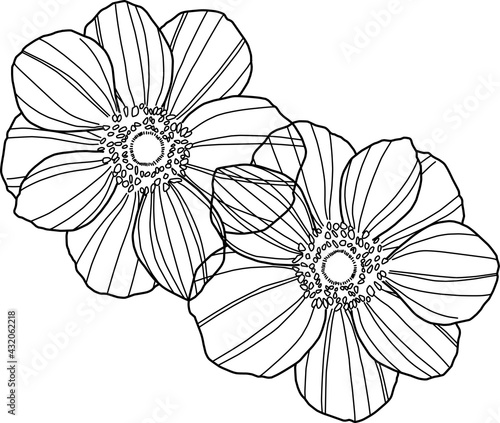 花素材、イラスト、アネモネの線画装飾