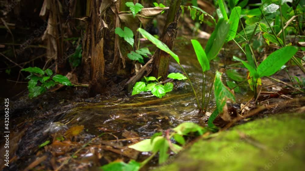 Flowing water on stream in the forest, close up, slider smooth movement video Flowing water on stream in the forest, close up, slider smooth movement video