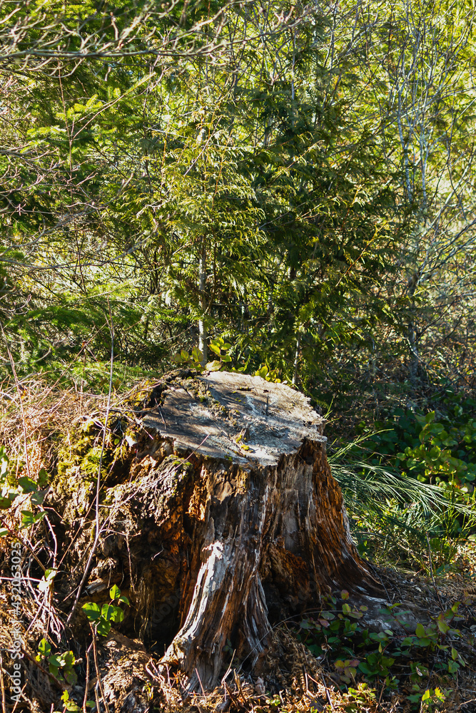 old eroded tree stump on the side of a trail old eroded tree stump on the side of a trail