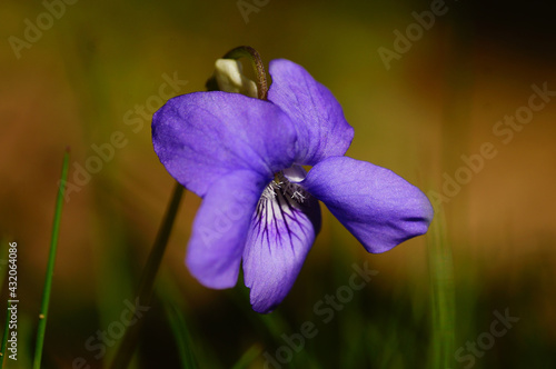 Macro shot of a wood violet photo