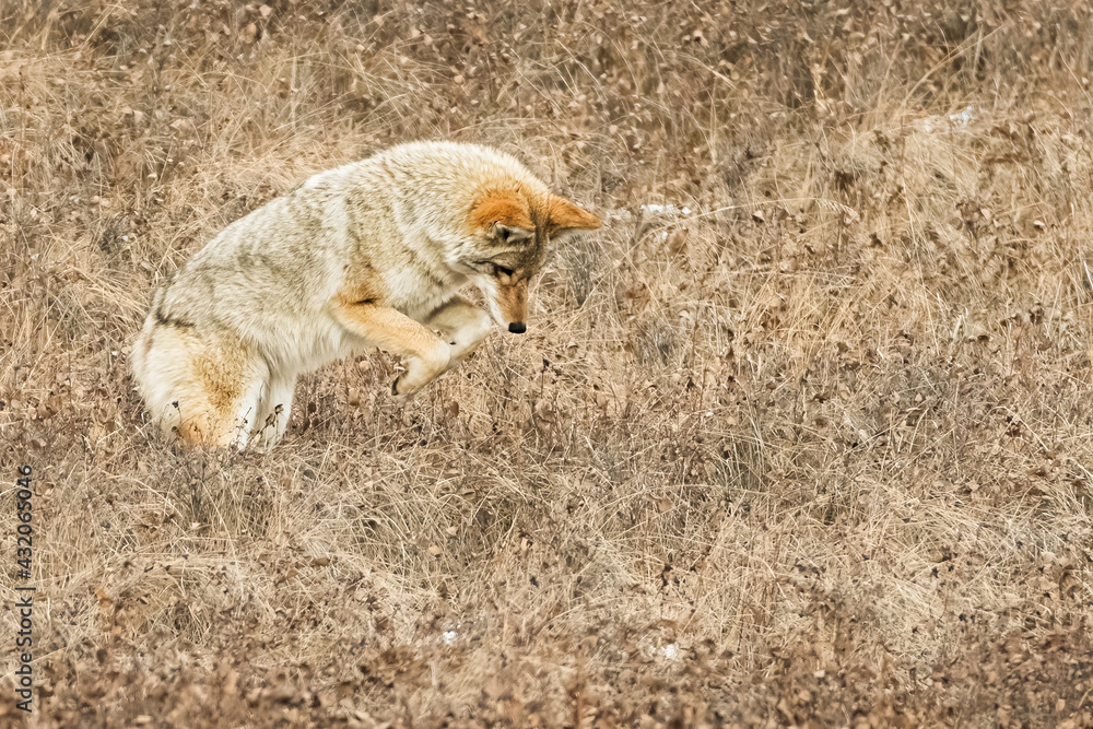 Fototapeta premium Coyote Pouncing for Dinner 
