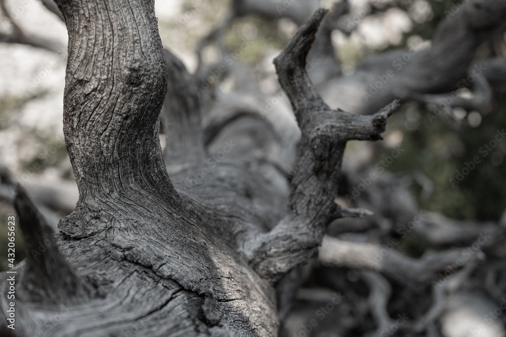 Looking Down the Trunk of A Dried Out Gray Tree Looking Down the Trunk of A Dried Out Gray Tree