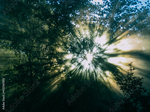 sun in the forest