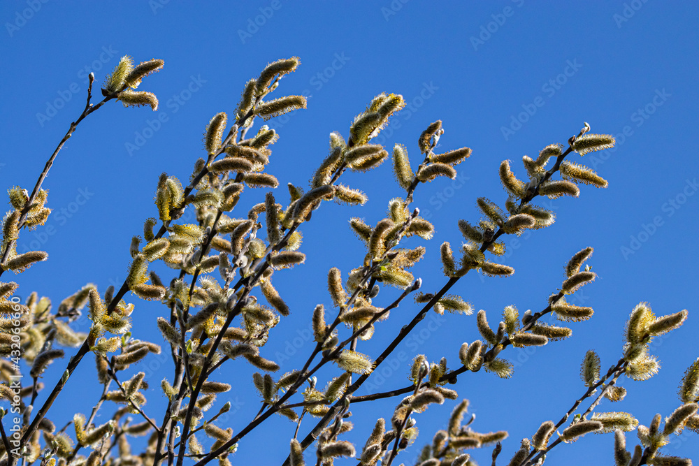 fluffy salix plants waving under the wind and clear blue sky on a sunny day in the park fluffy salix plants waving under the wind and clear blue sky on a sunny day in the park
