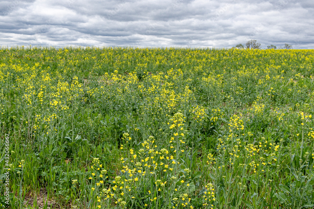 A field of cover crops on a farm with blooming yellow rapeseed or canola. A field of cover crops on a farm with blooming yellow rapeseed or canola.