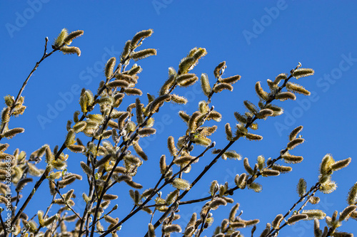 fluffy salix plants waving under the wind and clear blue sky on a sunny day in the park