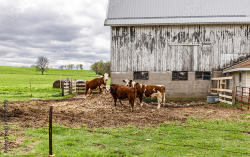 Fotografija Group of Herford cattle in a barnyard in front of a white barn and green pastures