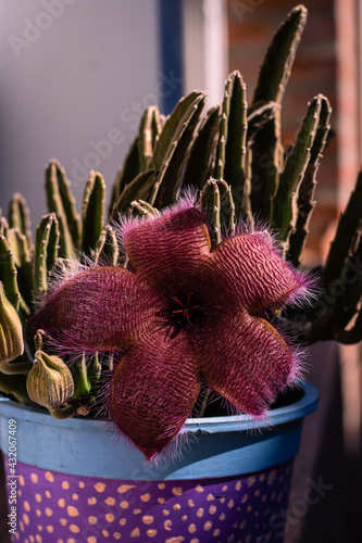 pot with succulent and stapelia grandiflora flower photo