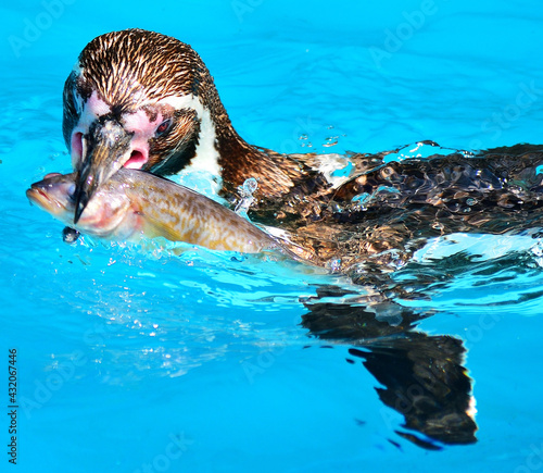 フンボルトペンギン