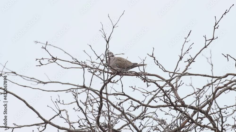 Ring necked dove hiding in the branches of a winter tree. Ring necked dove hiding in the branches of a winter tree.