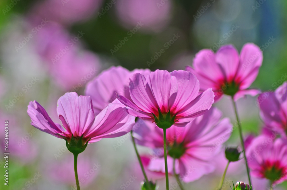 Beautiful pink petals of cosmos flowers in the light Beautiful pink petals of cosmos flowers in the light