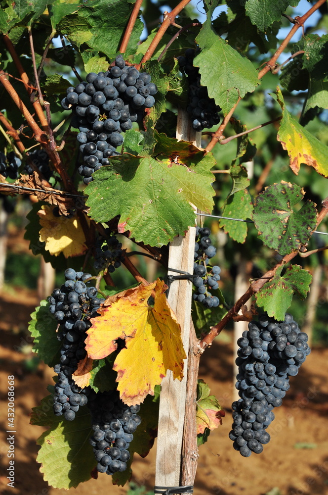 Grapes, blue grapes growing on a grape arbor,Romania , Bistrita, 